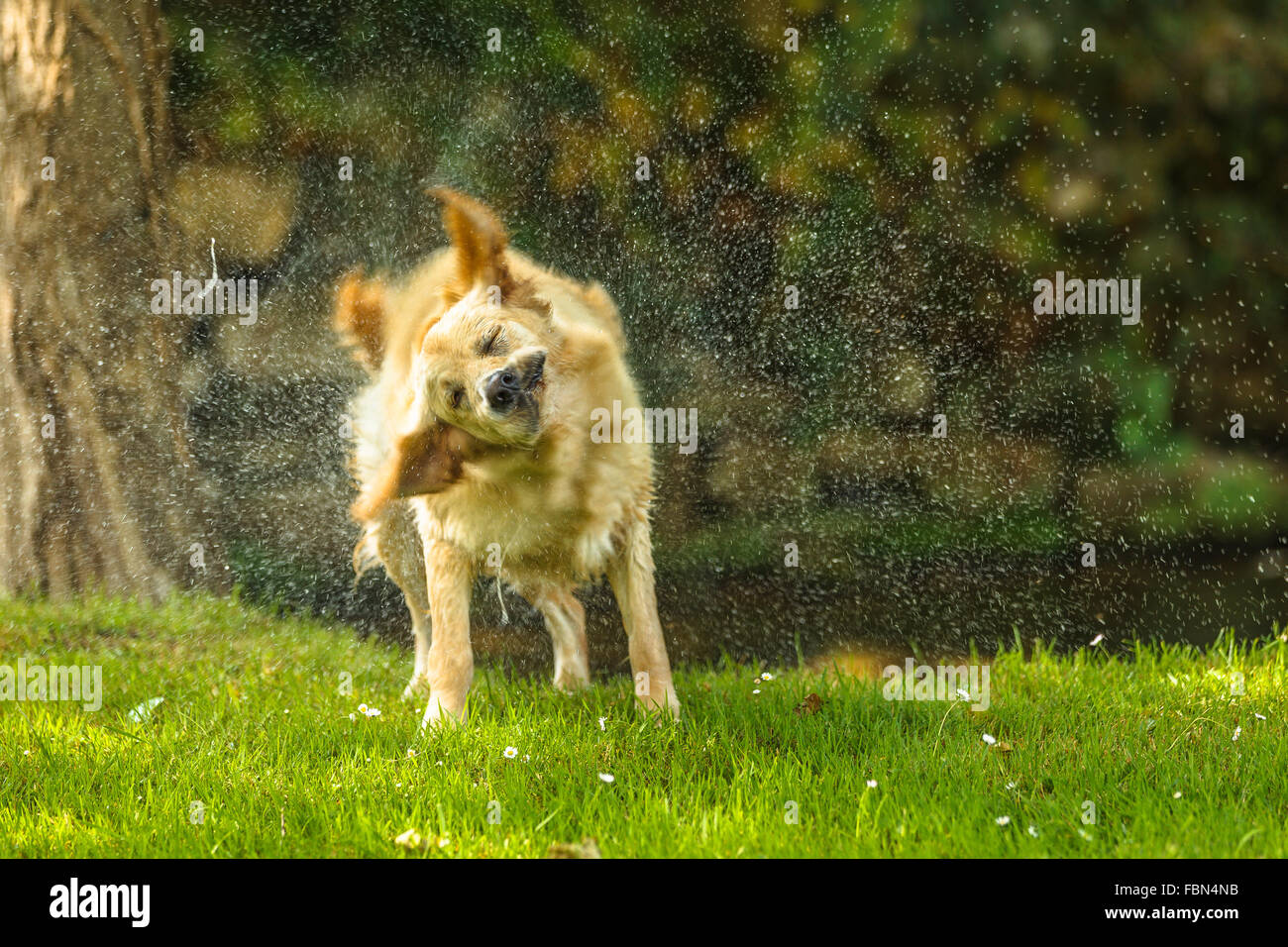 A golden retriever dog shaking. Cantabria, Spain. Stock Photo
