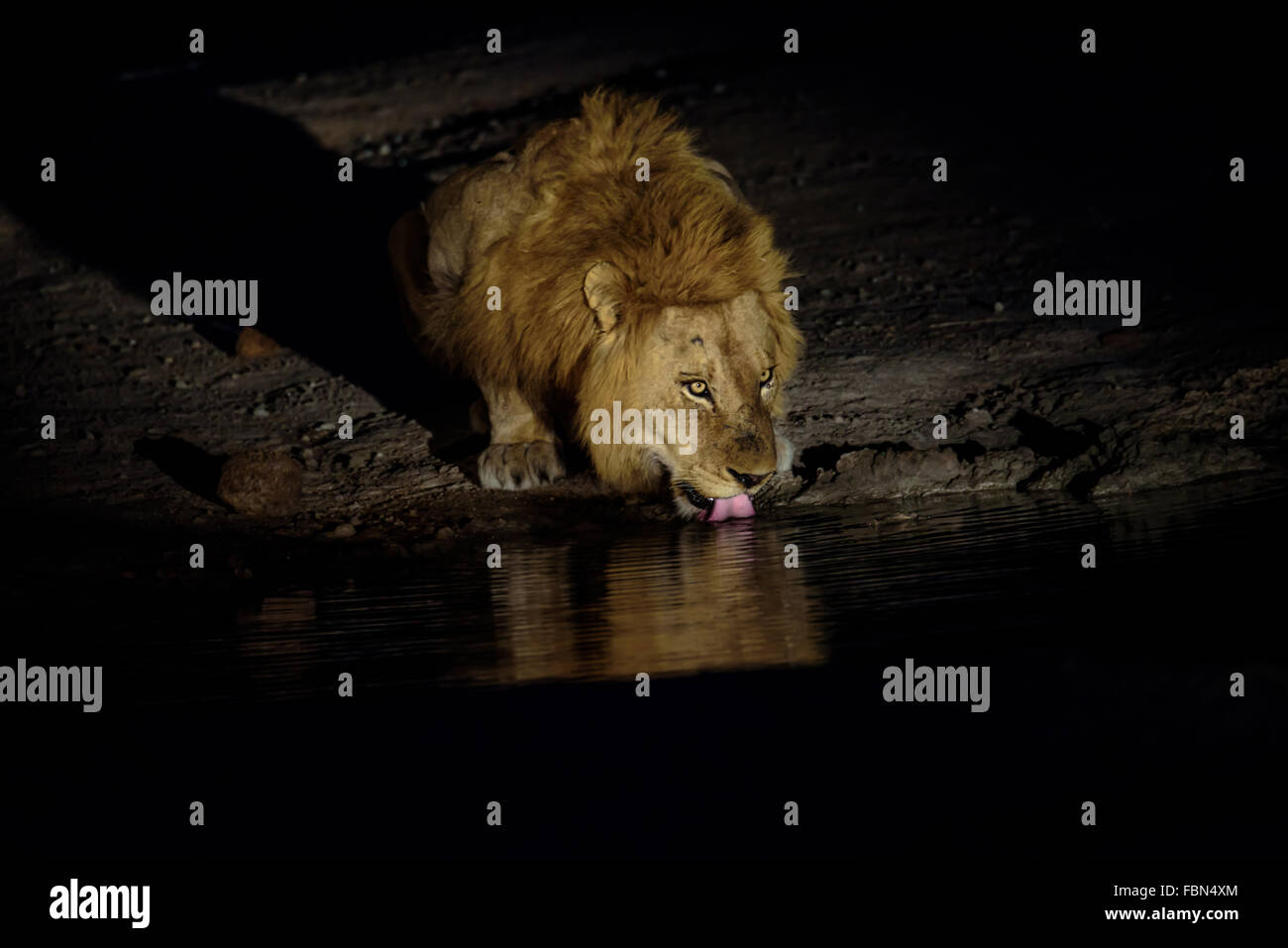 Male Lion drinking at a waterhole at night Stock Photo
