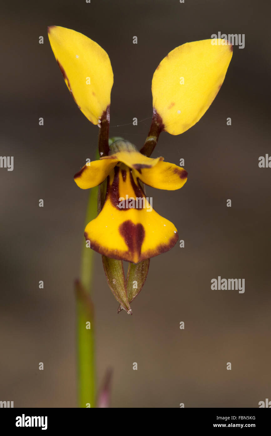 Banded Bee Orchid (Diuris laxiflora) Stock Photo