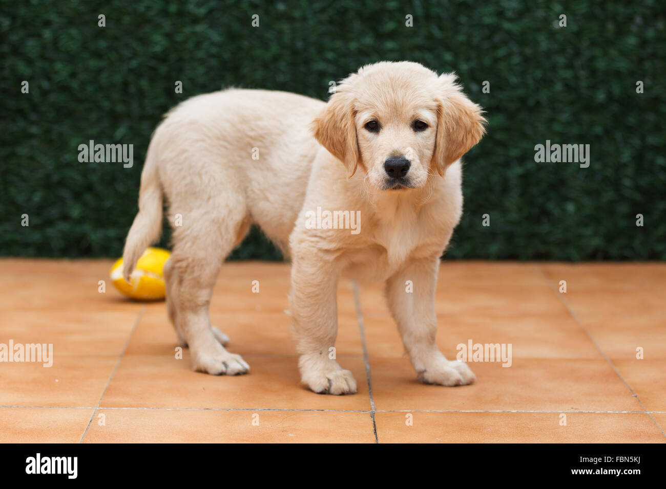 A golden retriever puppy relaxing at home Stock Photo