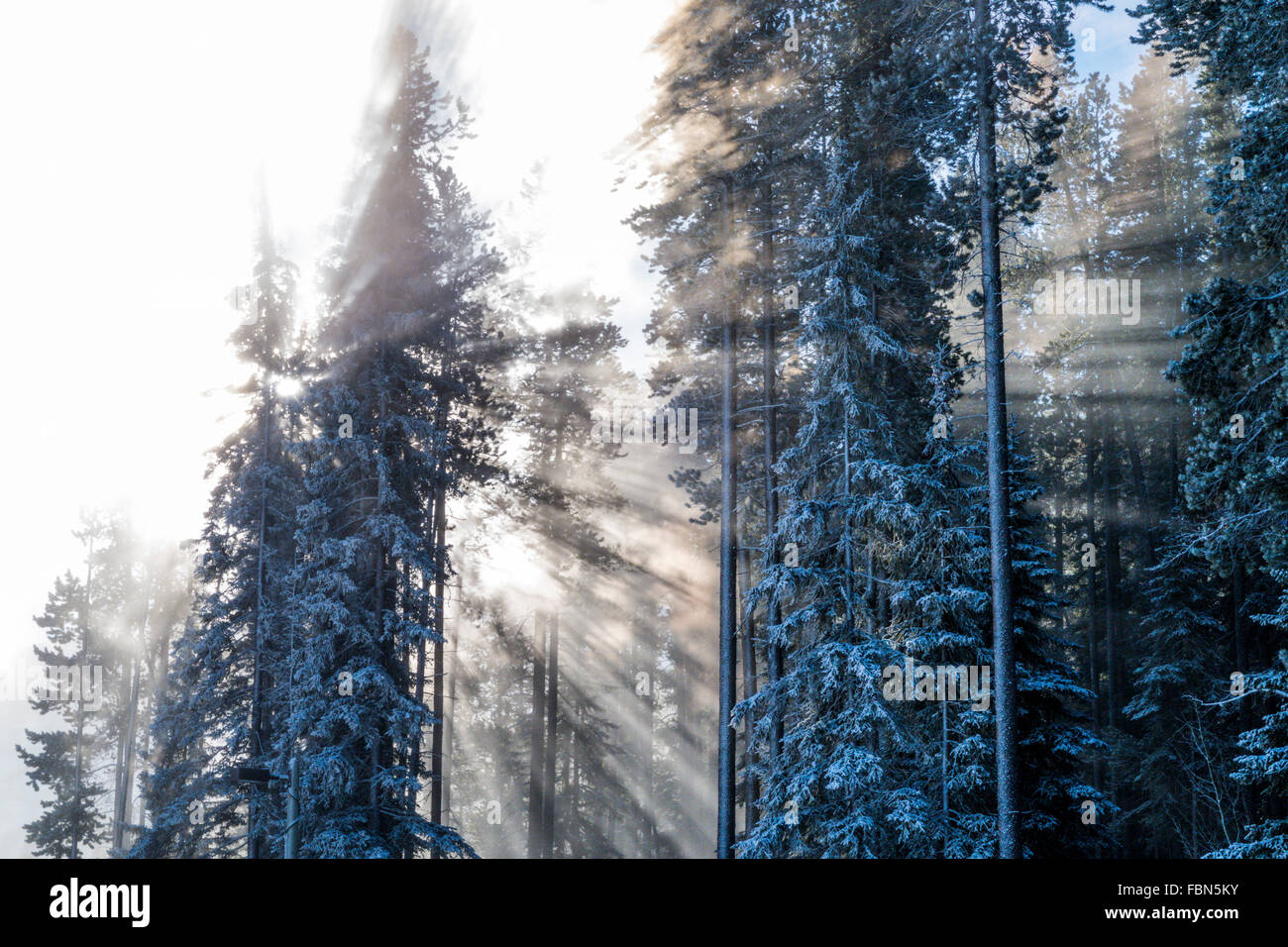 Sunlight through winter trees Stock Photo