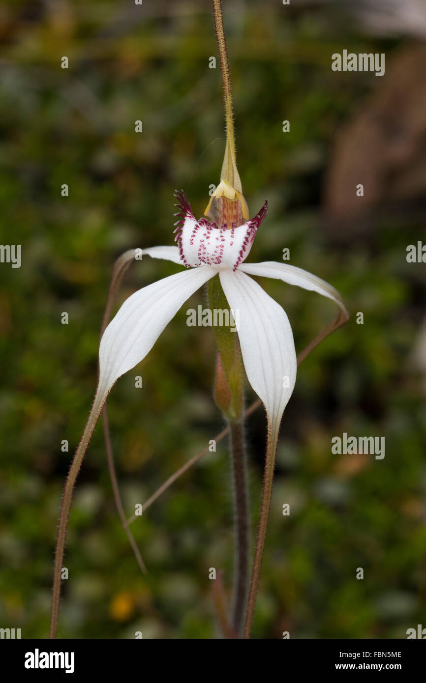 White Spider Orchid (Caladenia longicauda) Stock Photo