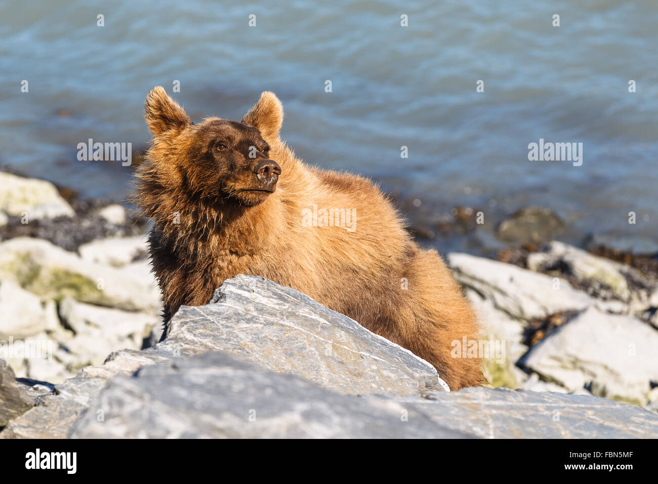 Grizzly bear cub by the sea by Dayville Road, Valdez, Alaska, United States of America. Stock Photo