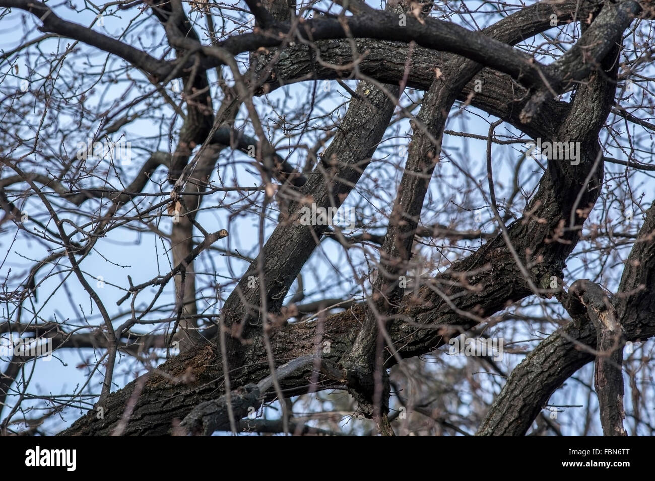 Trees with gnarled branches hi-res stock photography and images - Alamy