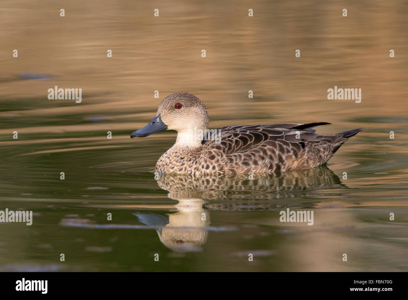 Grey Teal (Anas gracilis) swimming in a pond Stock Photo