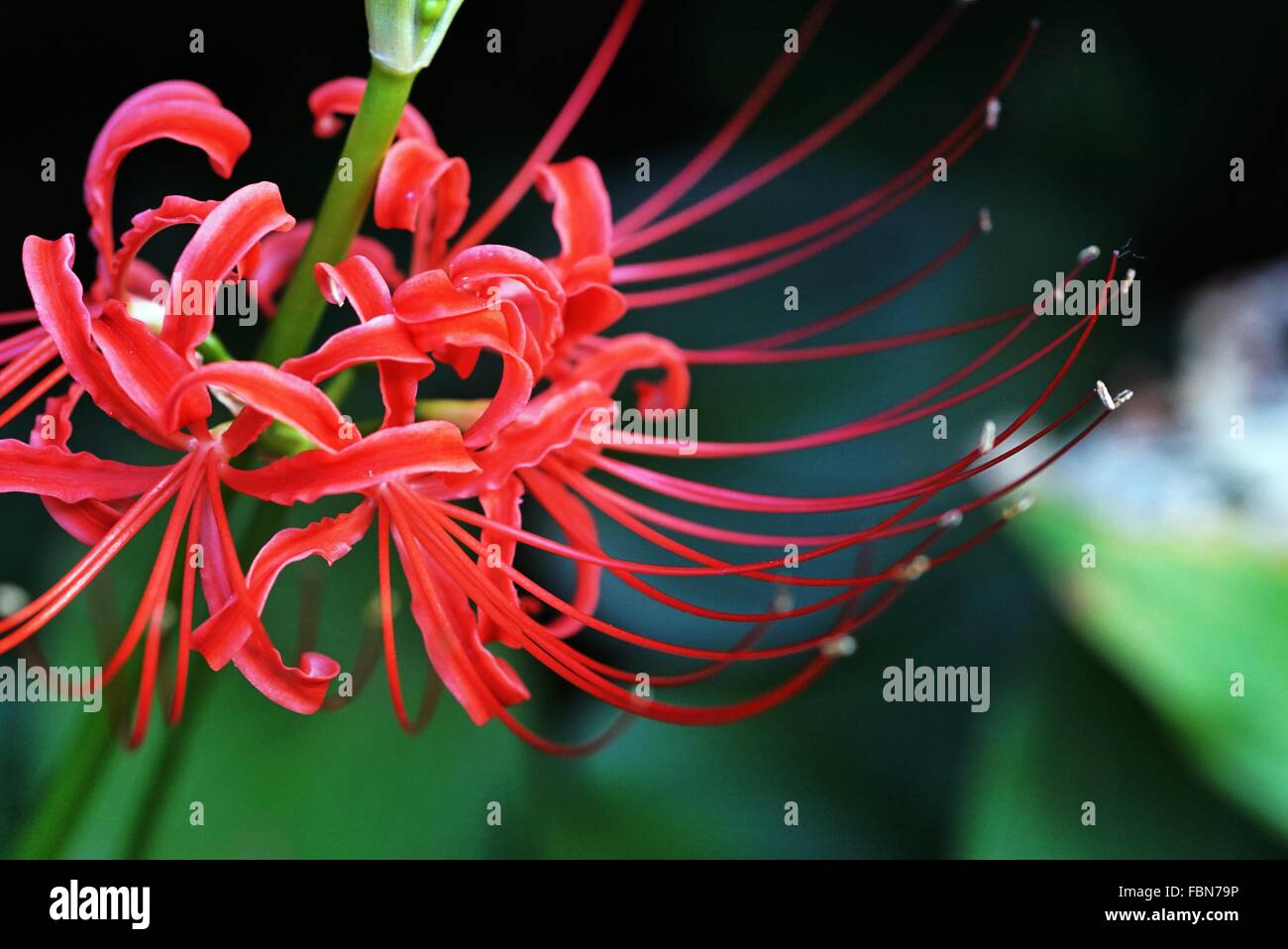 Cluster Amaryllis Hi Res Stock Photography And Images Alamy