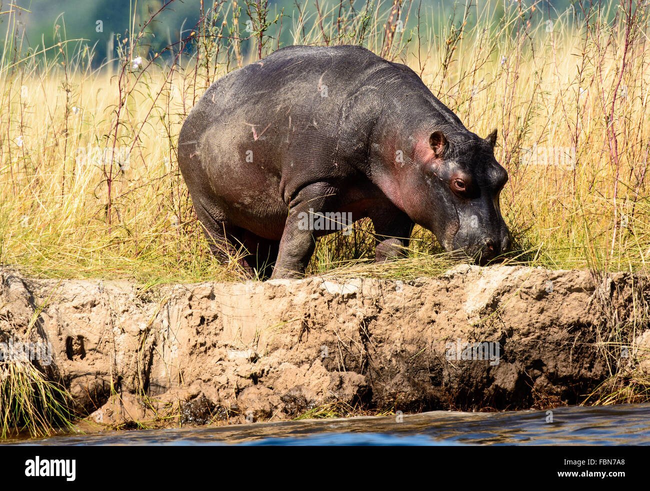 Sole Hippo on the banks of the Chobe river feeding Stock Photo