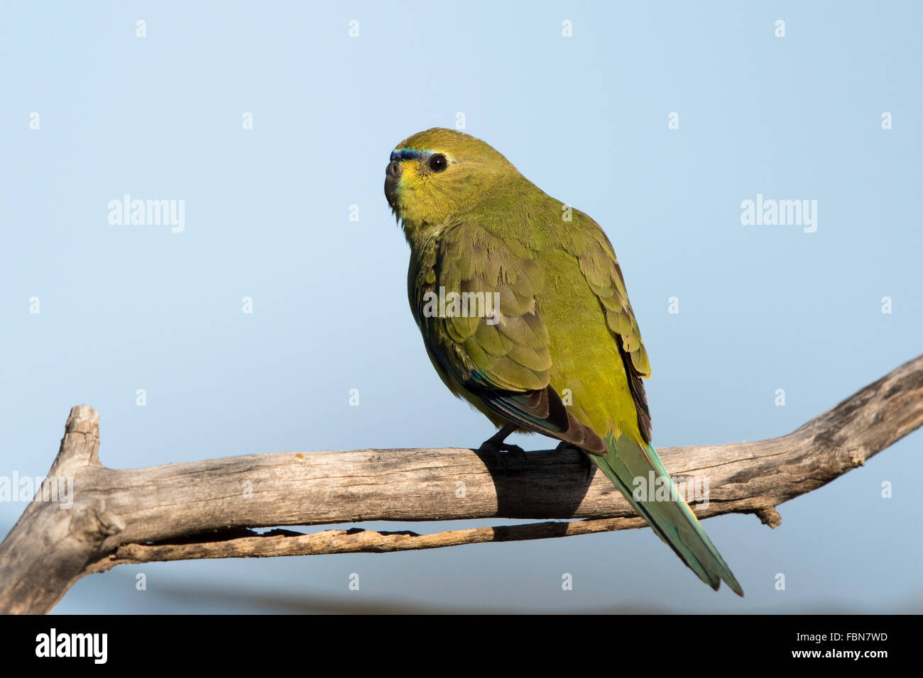 Colorful turquoise and green feathers on parrot's wing, Key West, Florida,  USA Stock Photo - Alamy
