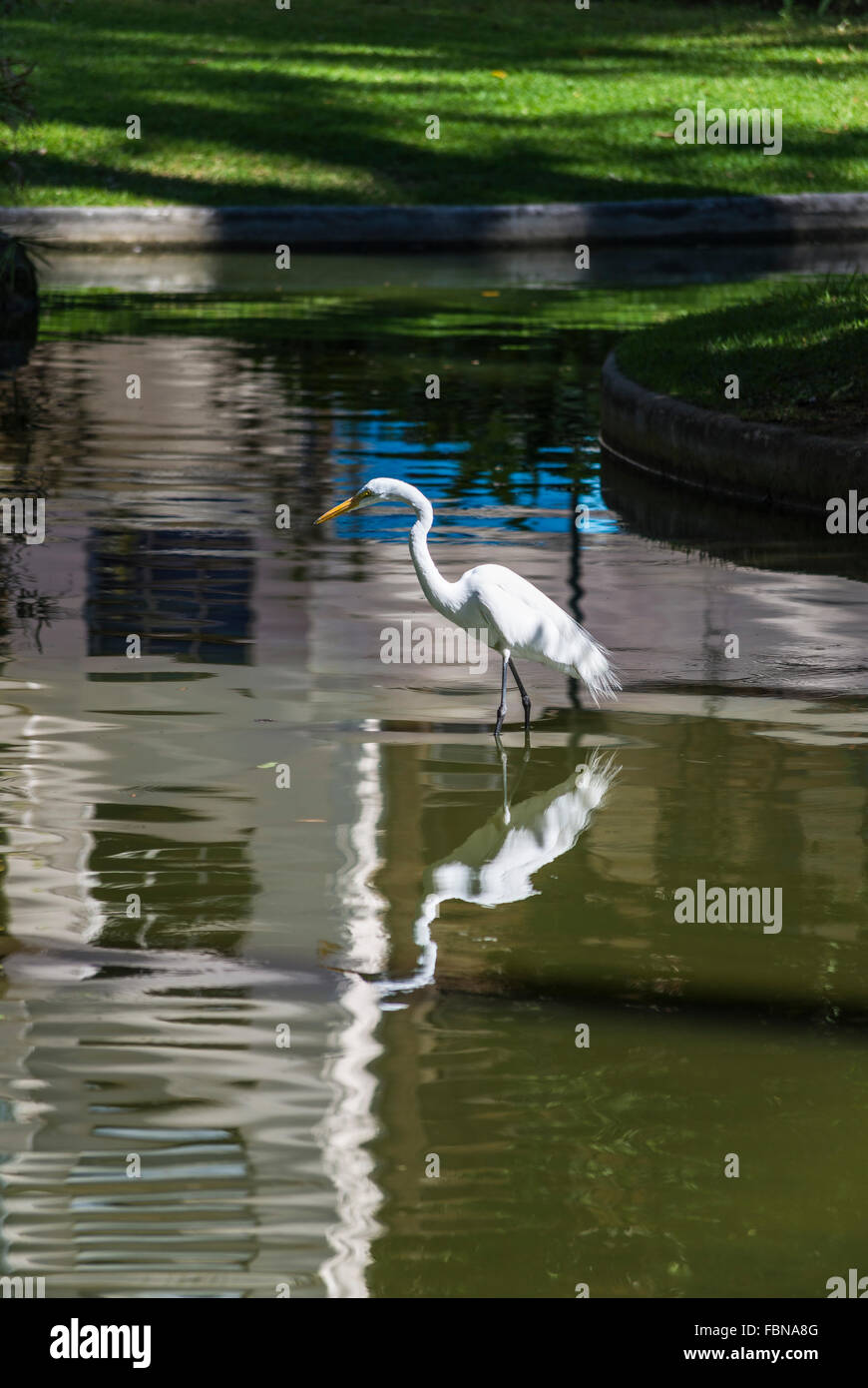 White heron in the Grounds of Catete Palace, Rio de Janeiro, Brazil Stock Photo