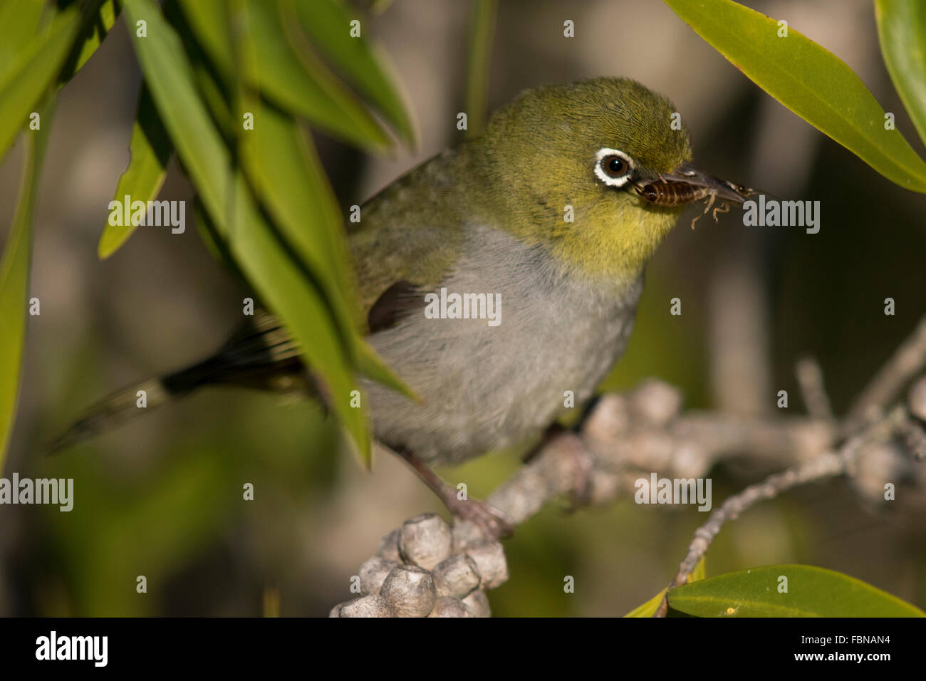 Silvereye (Zosterops lateralis) carrying insect prey to feed its young Stock Photo