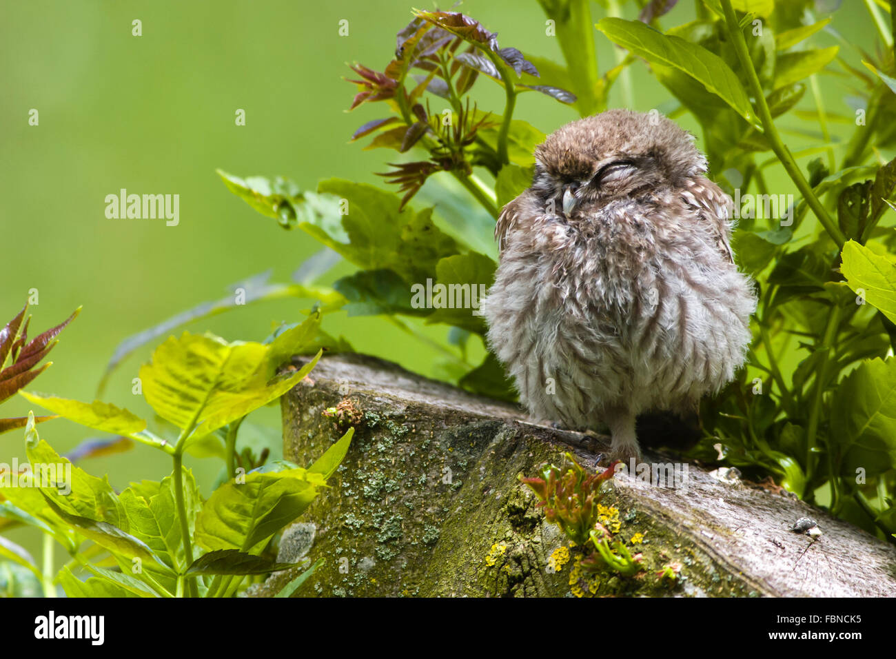 Young little owl [Athene noctua] chick sleeping perched on a tree stump. Stock Photo