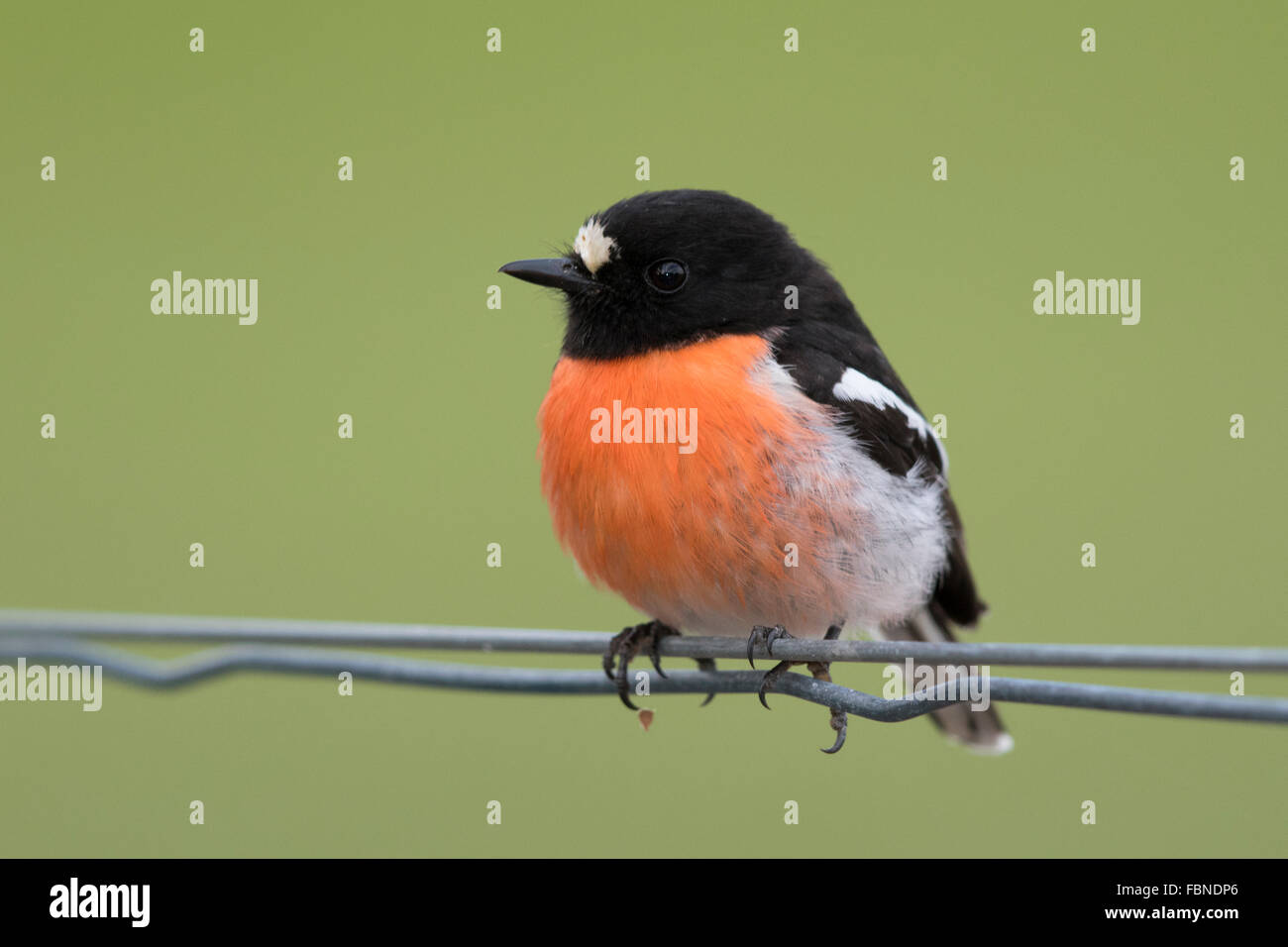 male Scarlet Robin (Petroica boodang) perched on a wire fence Stock Photo