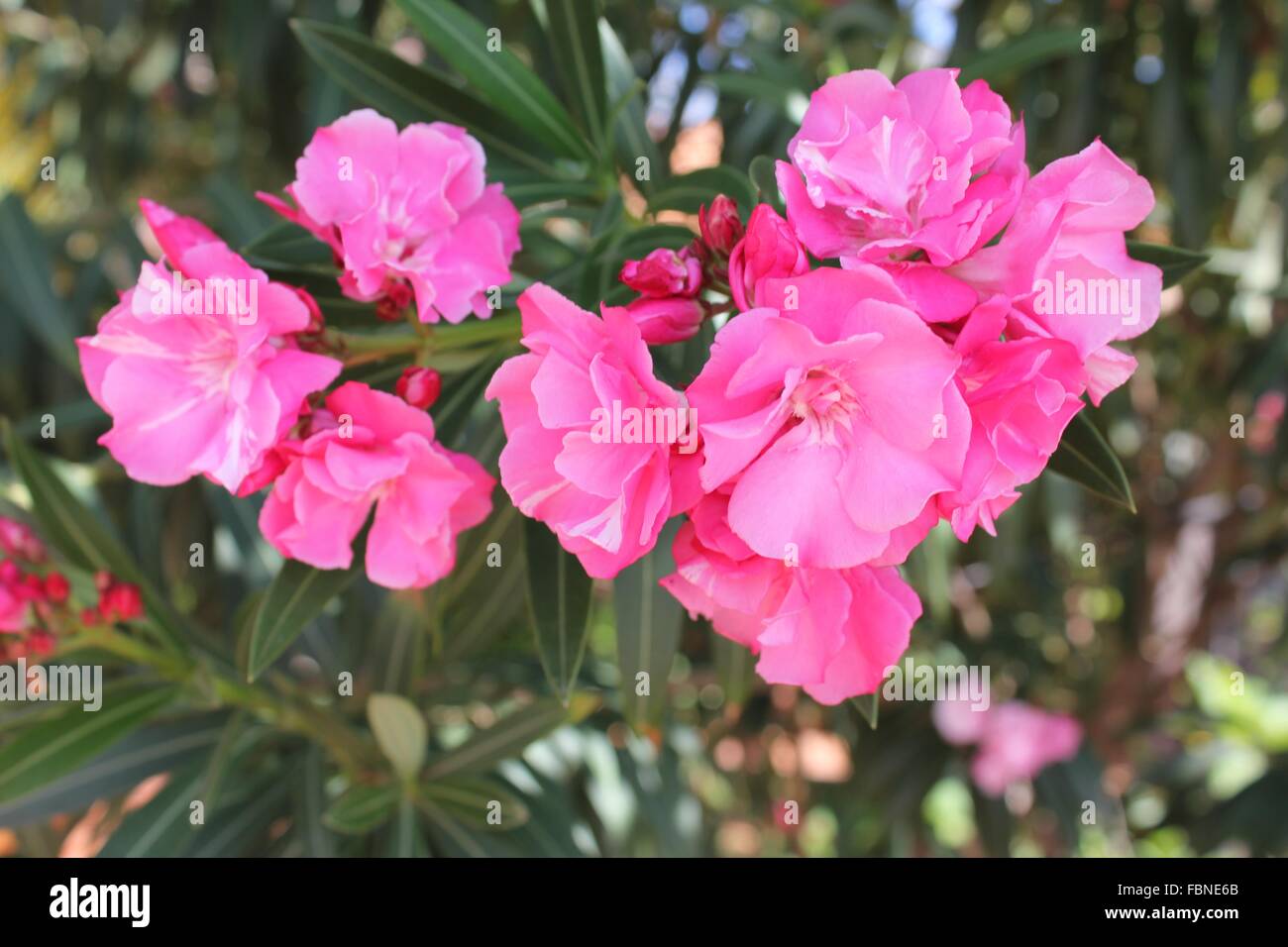 Flowers In Bloom Stock Photo Alamy