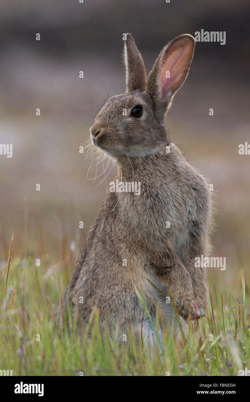 European Rabbit (Oryctolagus cuniculus) standing alert Stock Photo