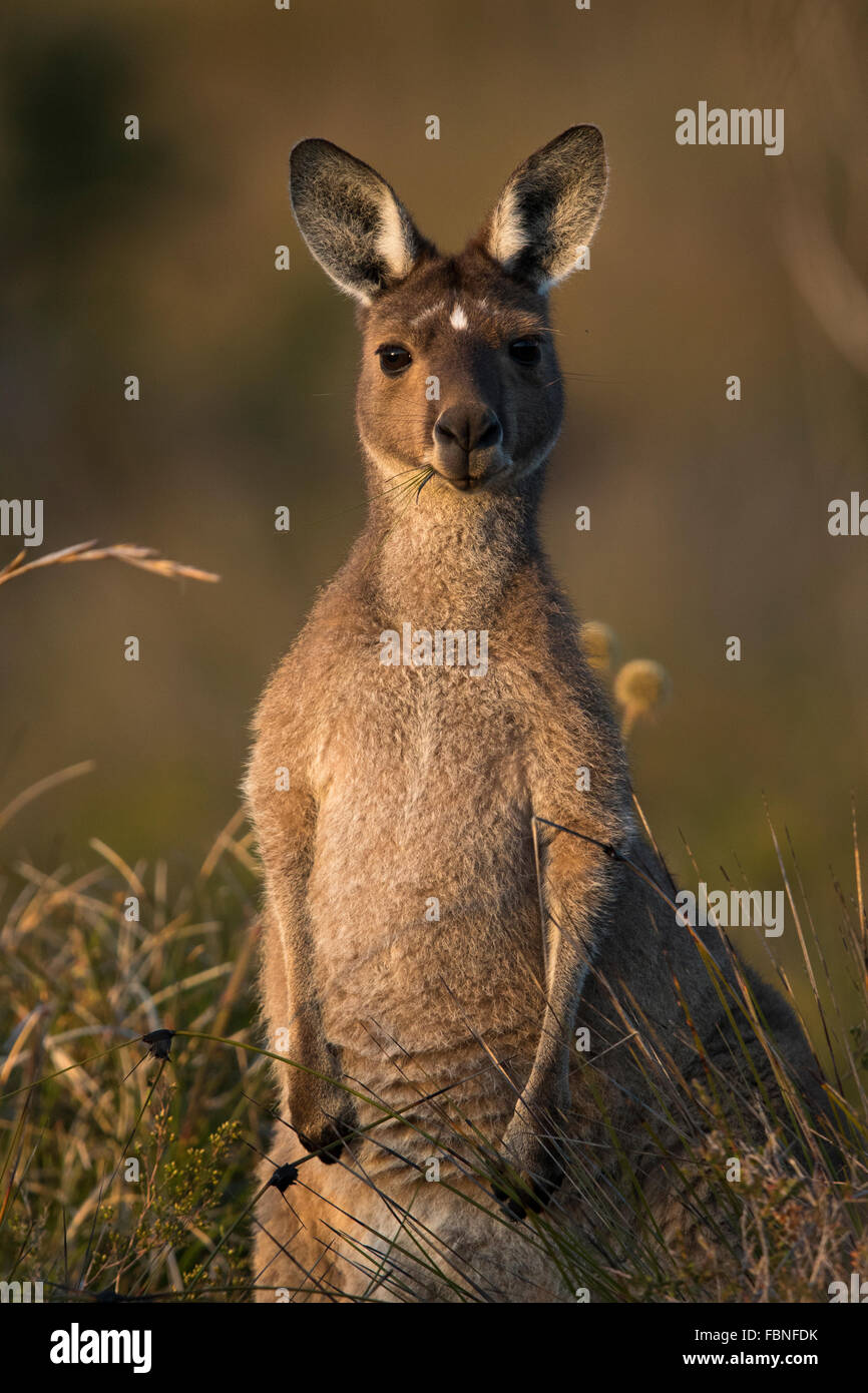 female Western Grey Kangaroo (Macropus fuliginosus) Stock Photo