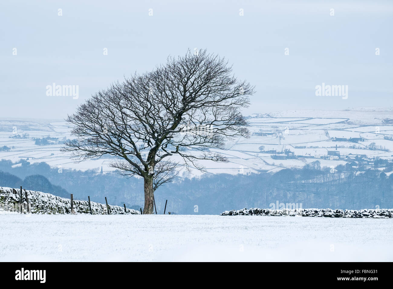 A lone tree on a hill top over looking Hebden Bridge in West Yorkshire, England. Stock Photo