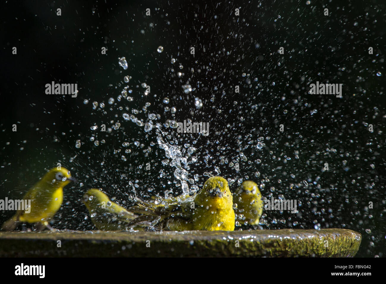 African golden weaver having a birdbath with Cape whiteeye looking on Stock Photo