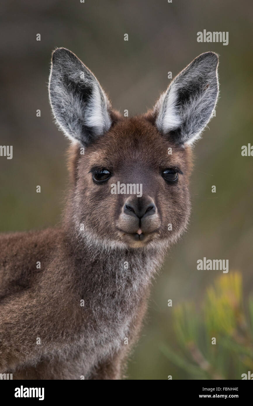 headshot of a female Western Grey Kangaroo (Macropus fuliginosus) Stock Photo