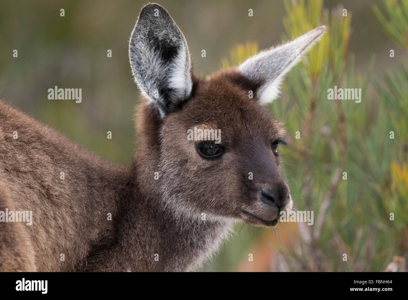 headshot of a female Western Grey Kangaroo (Macropus fuliginosus) Stock Photo