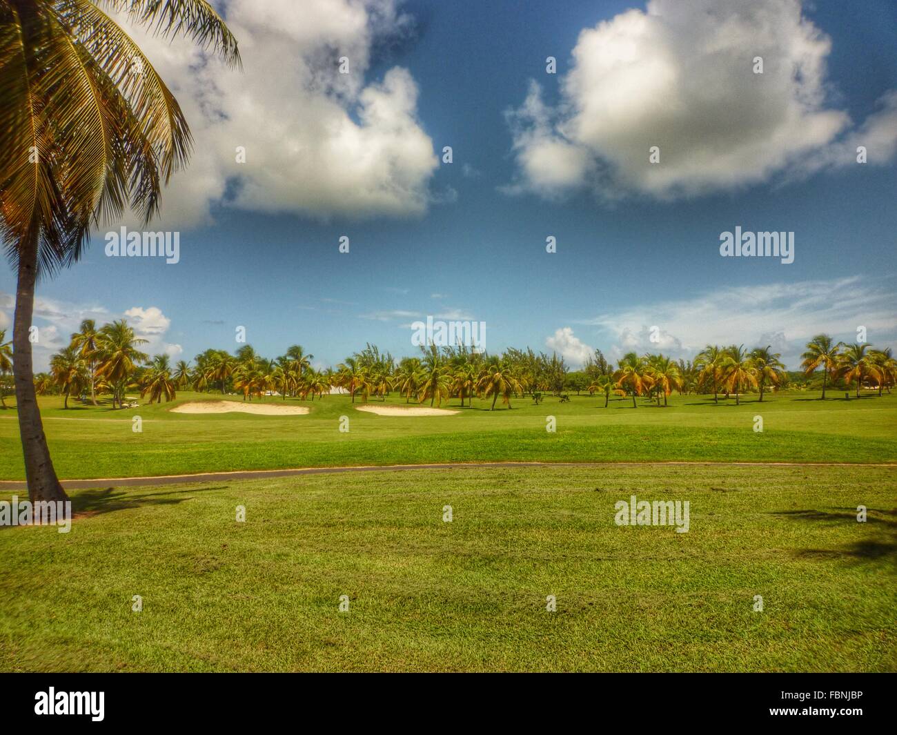 Palm tree on lawn hires stock photography and images Alamy