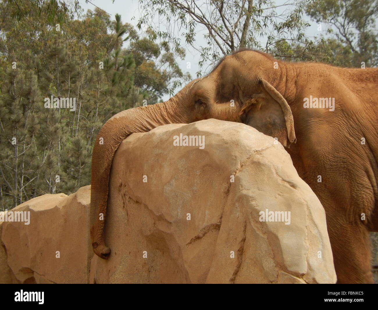 Trunk Of Elephant On Rock In Forest Stock Photo