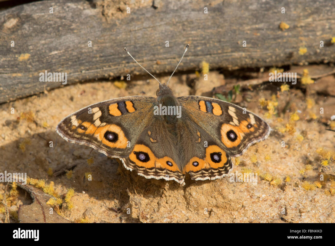 Meadow Argus butterfly (Junonia villida) Stock Photo