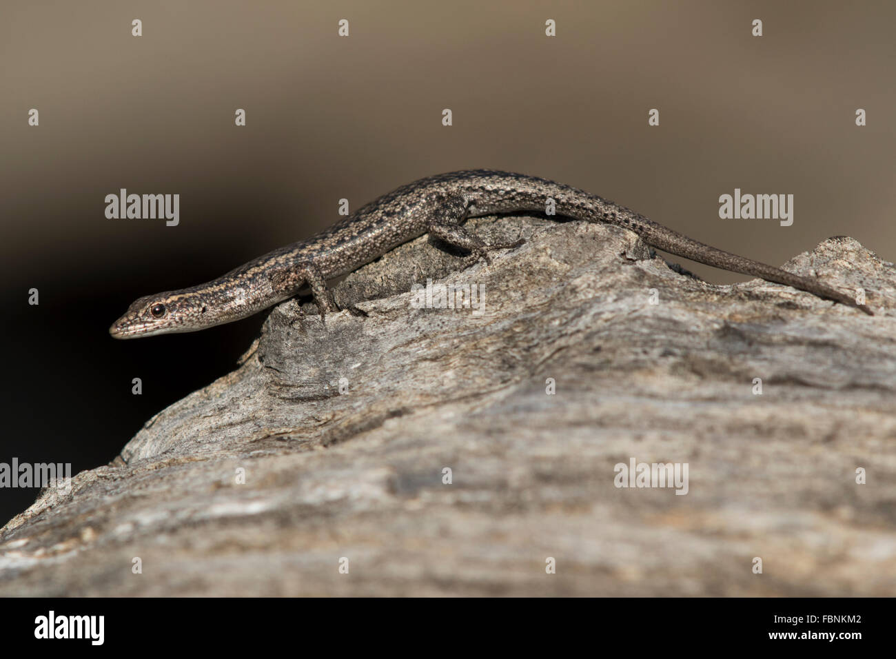 Peron's Snake-eyed Skink (Cryptoblepharus plagiocephalus) on a log Stock Photo