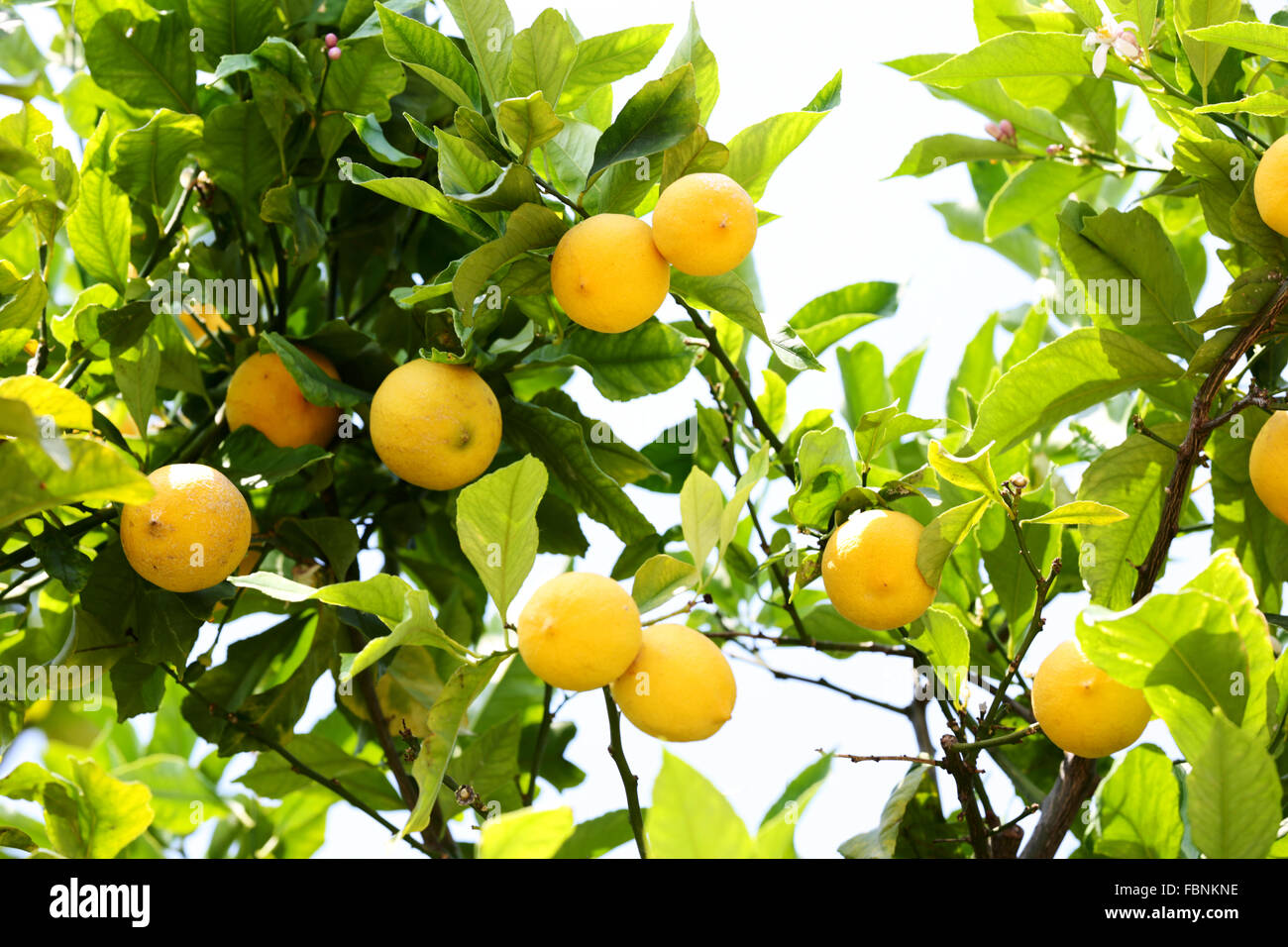 Ripe lemons growing on a lemon tree in the south of france Stock Photo