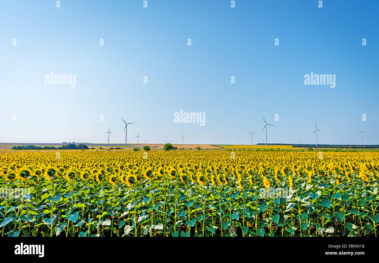 Field of blooming sunflowers on a background sunrise Stock Photo - Alamy