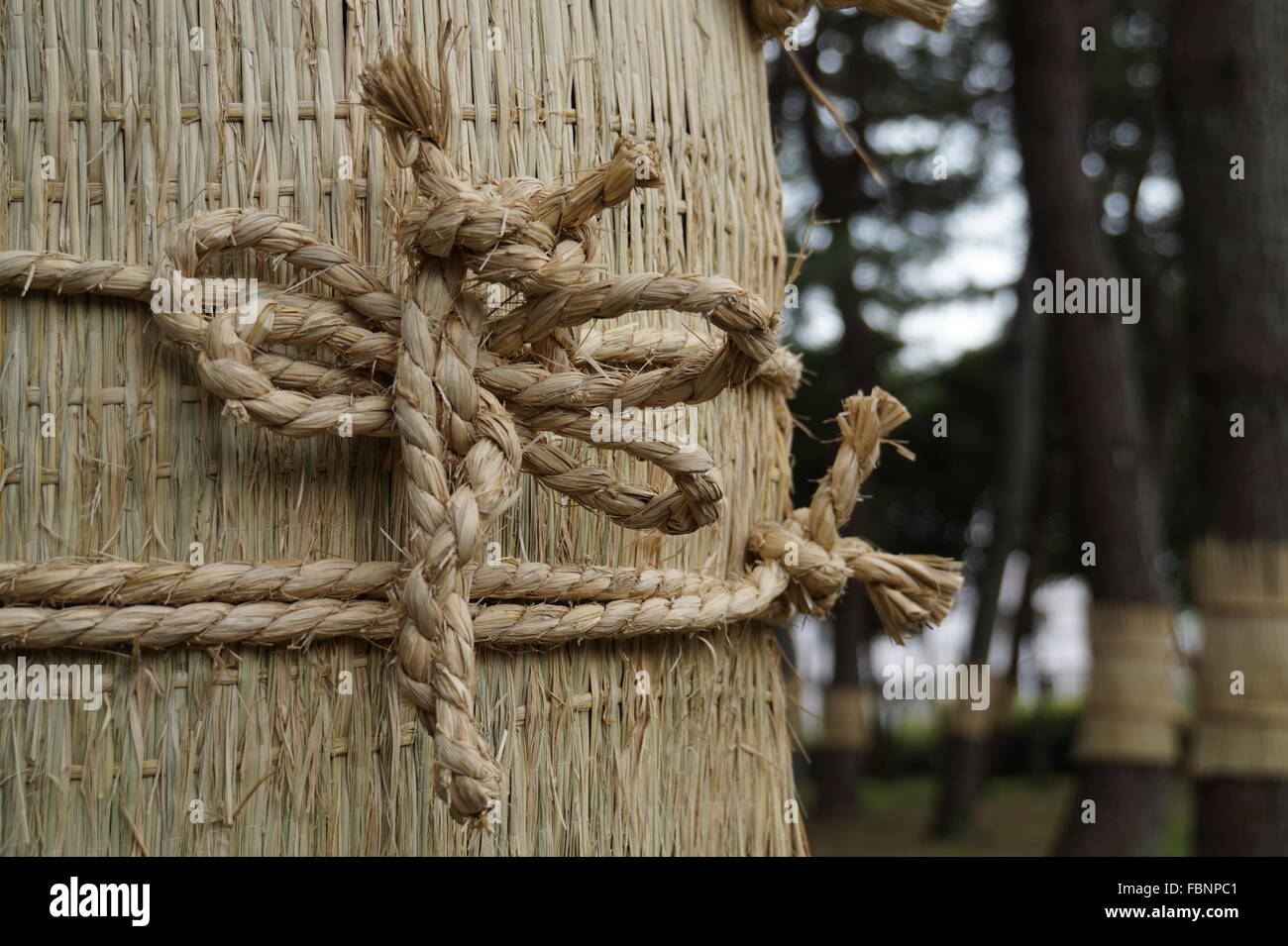 Straw Mat Wrapped Around Trees In Winter Stock Photo