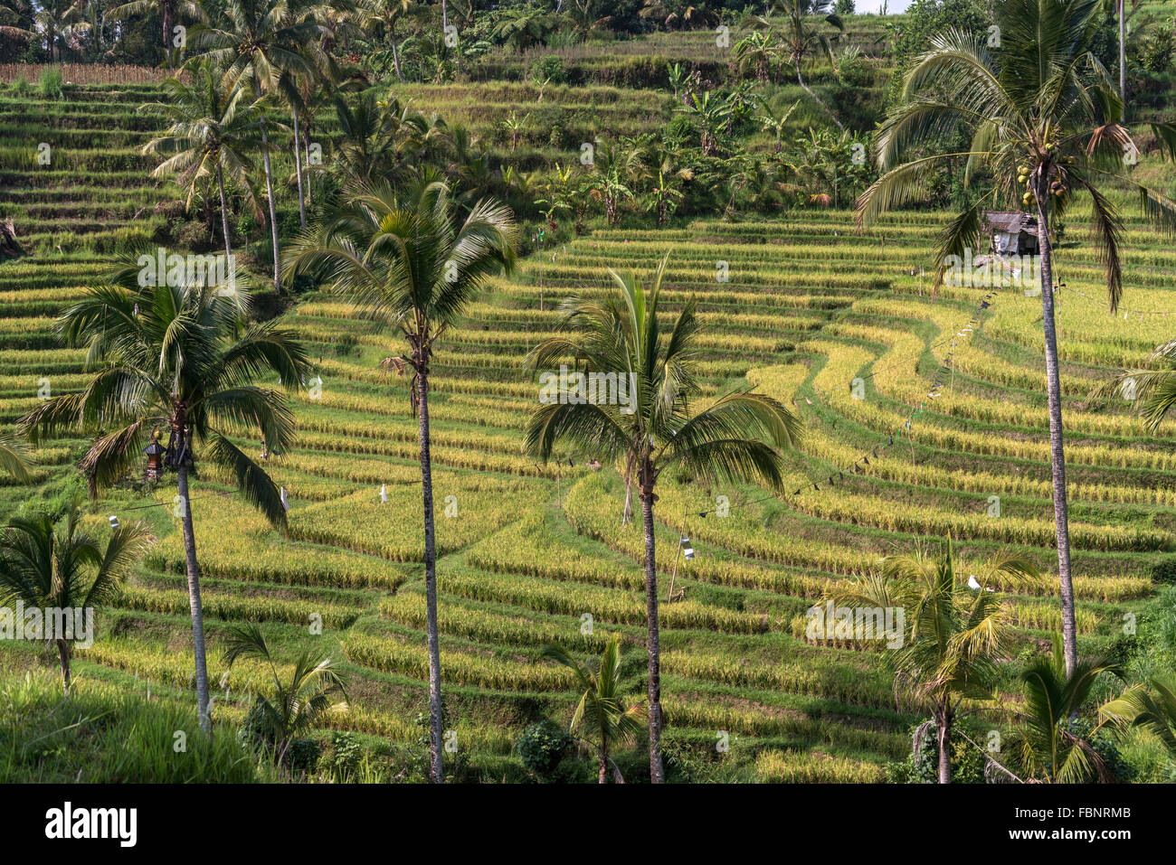 the Jatiluwih Rice Terraces, UNESCO world heritage on Bali, Indonesia Stock Photo