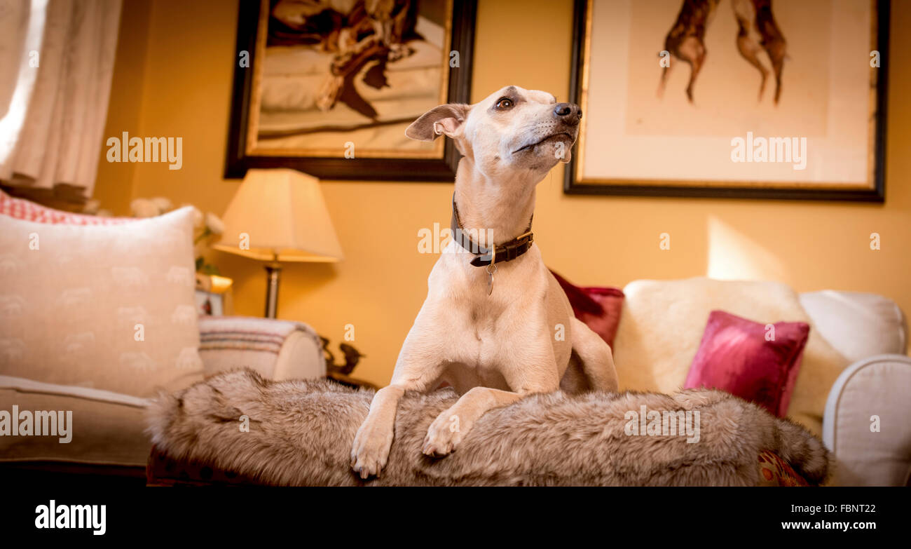 Whippets enjoying their holiday at the Whippet Hotel in West Sussex, UK. Stock Photo