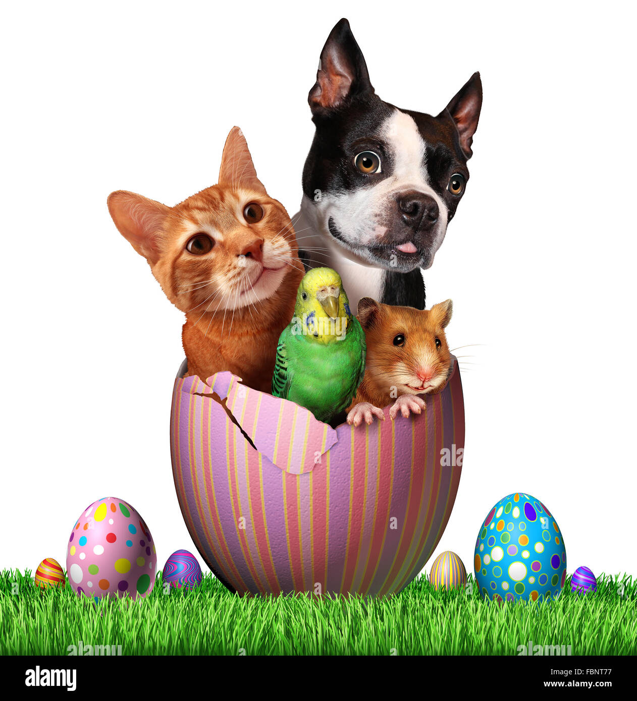 Easter pets and pet spring holiday animals group for veterinary medicine and pet store holidays as a cute dog hamster bird and a cat inside an open decorated egg on a grass field hunting for eggs with a white background. Stock Photo