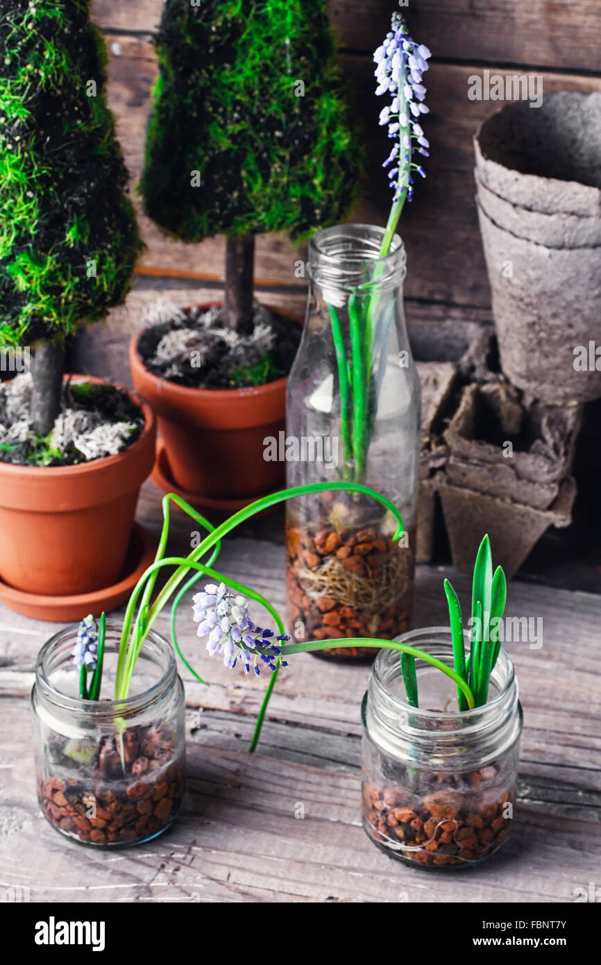 flowering plants hyacinths,sprouted in glass jars with drainage Stock