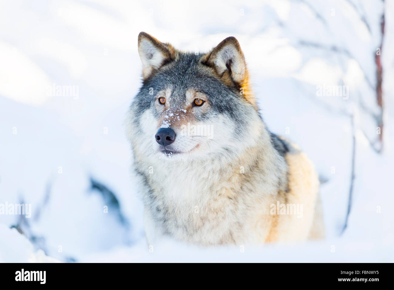 Close-up of a wolf standing in the snow Stock Photo