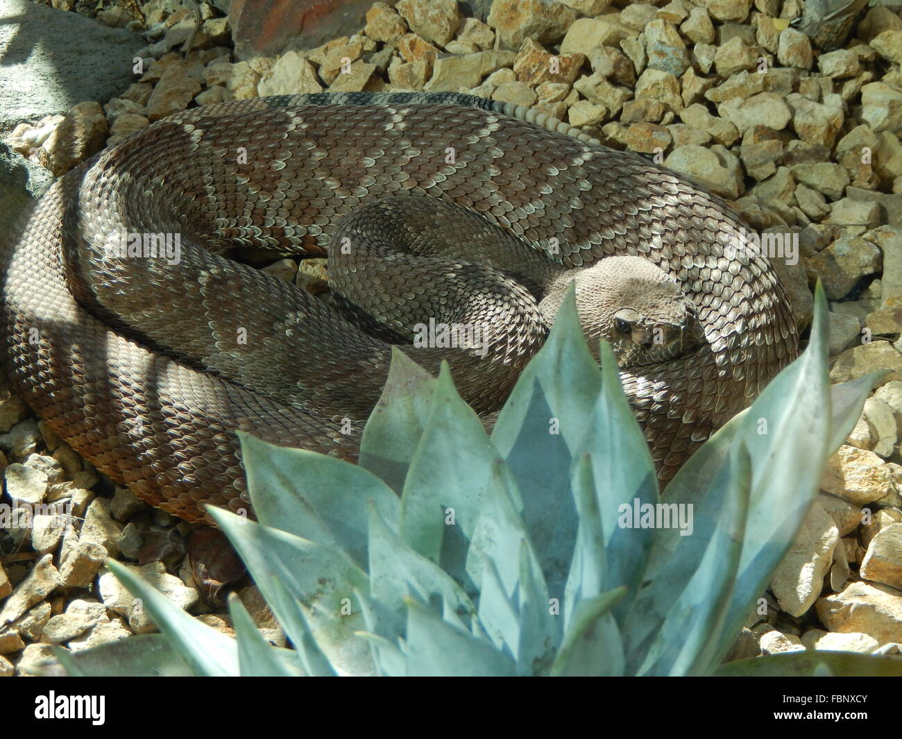 Snake In Forest Stock Photo - Alamy