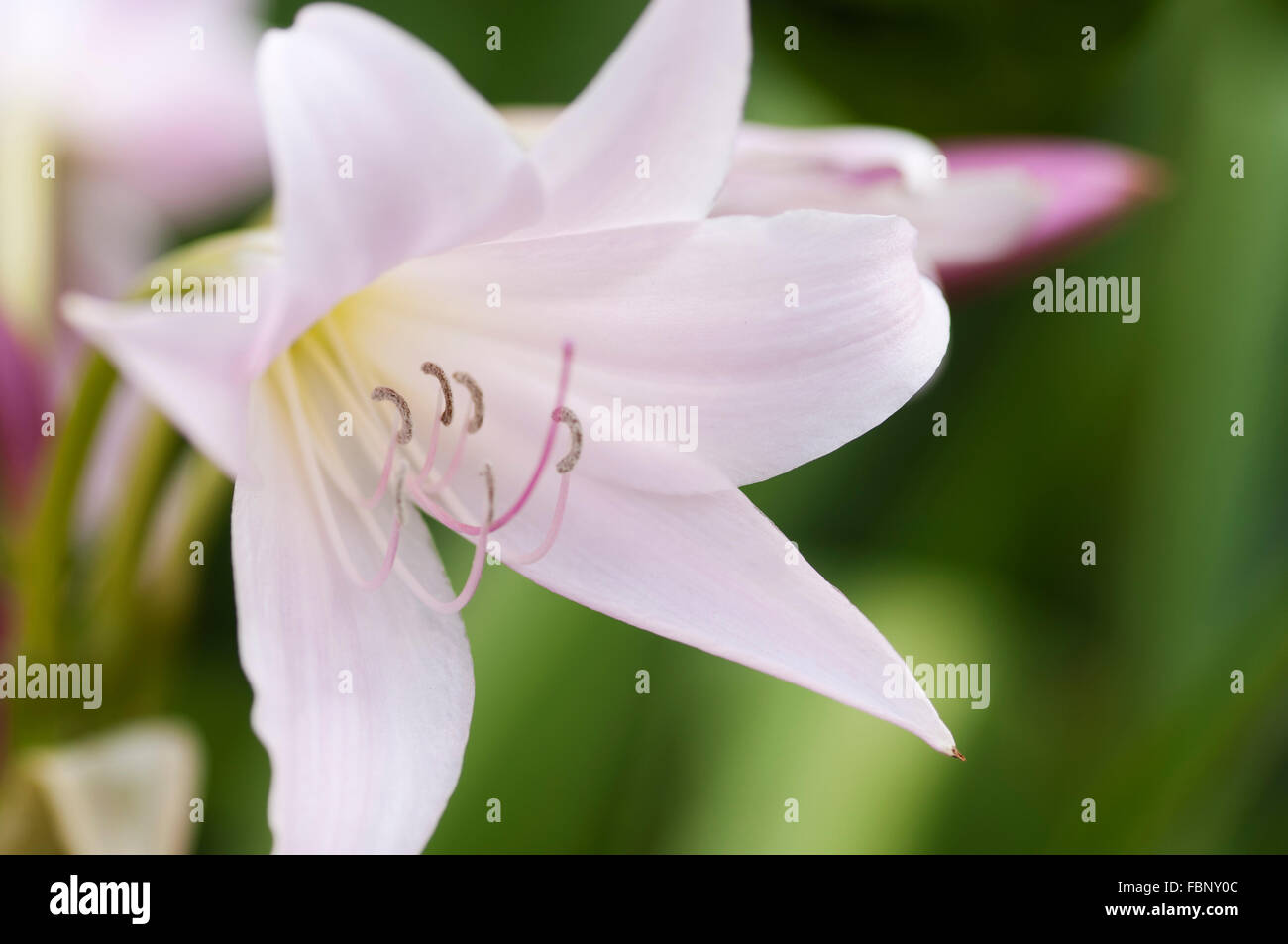 CRINUM X POWELLII Stock Photo