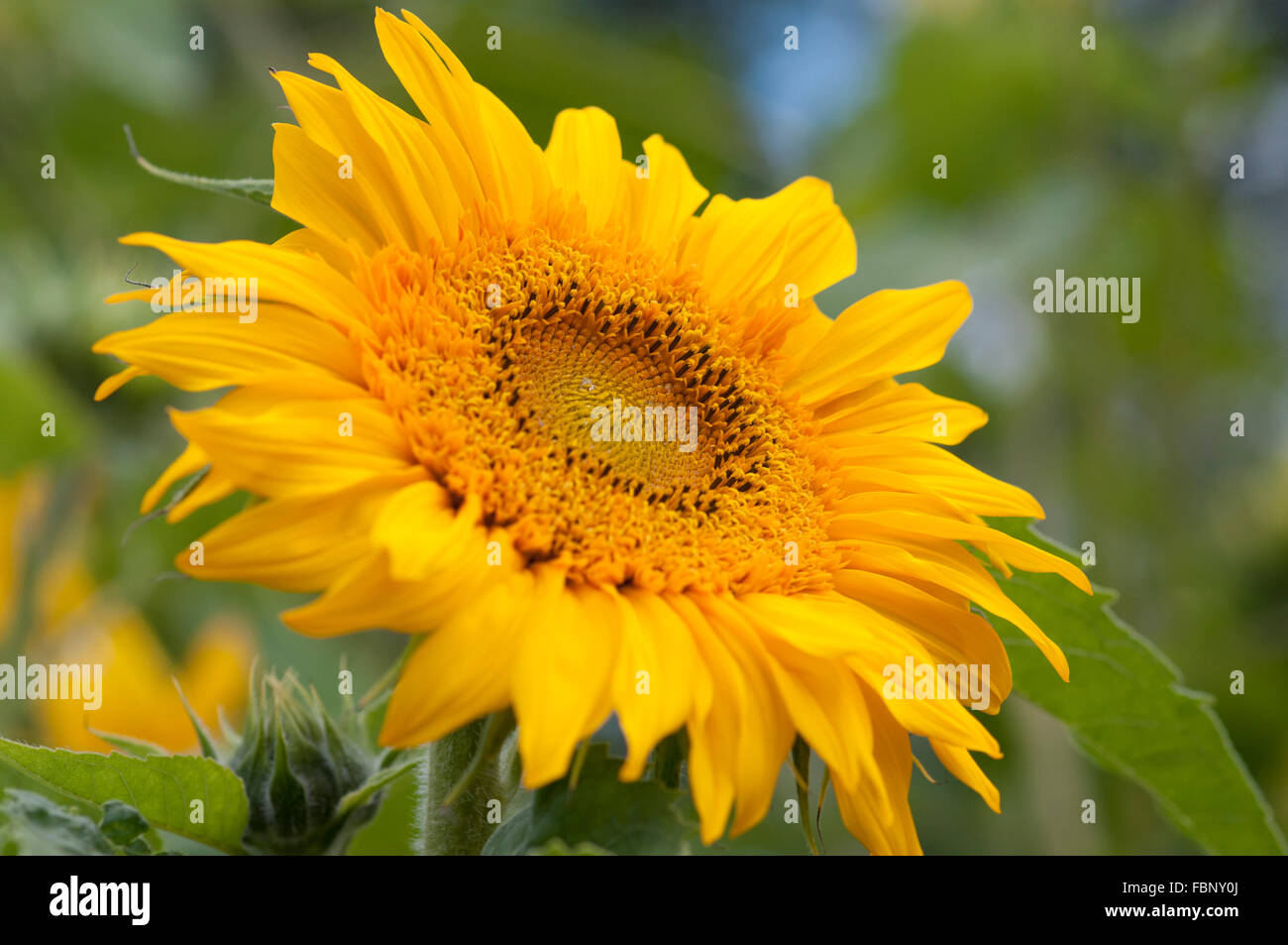 HELIANTHUS ANNUUS Stock Photo