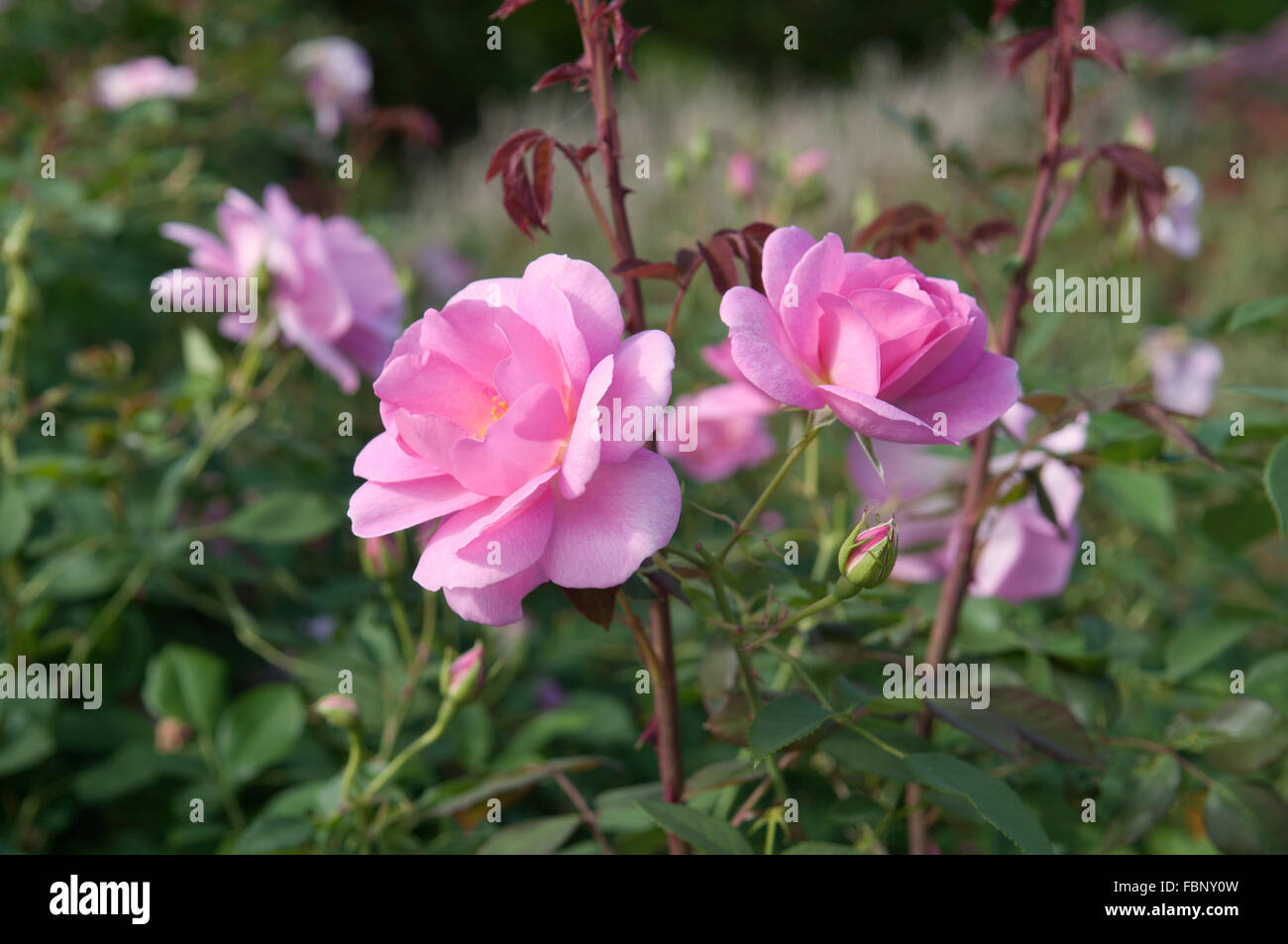 Rosa cariad hi-res stock photography and images - Alamy
