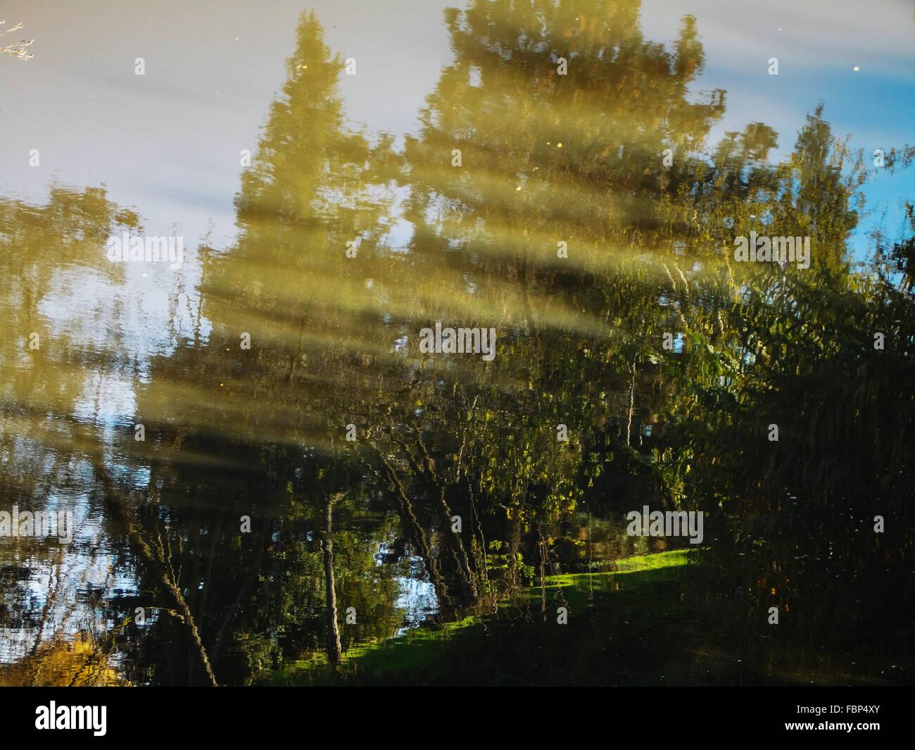 Trees in water hi-res stock photography and images - Alamy