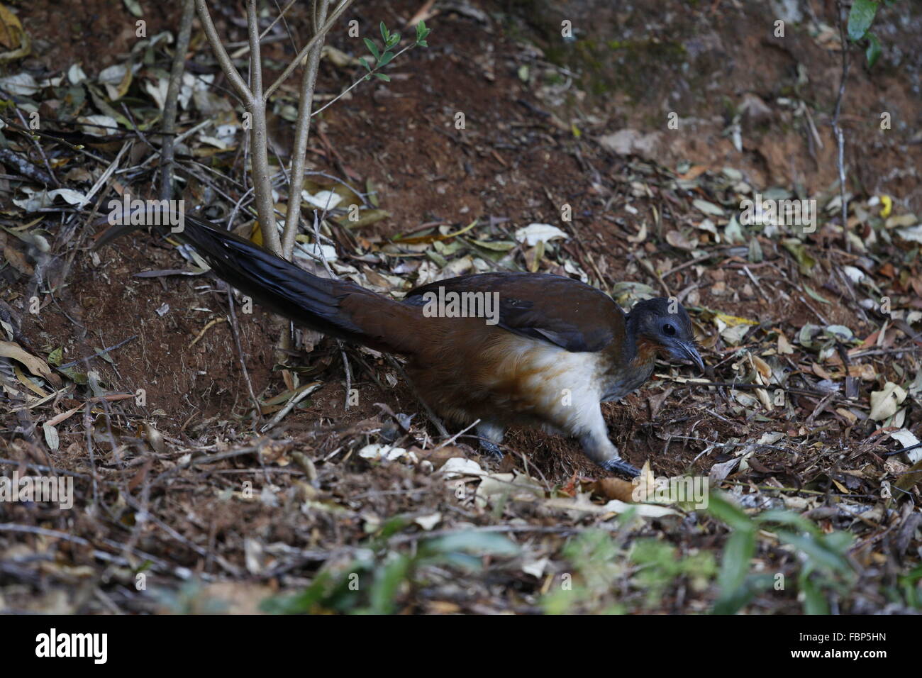 Albert's Lyrebird, Menura alberti, foraging using foot Stock Photo