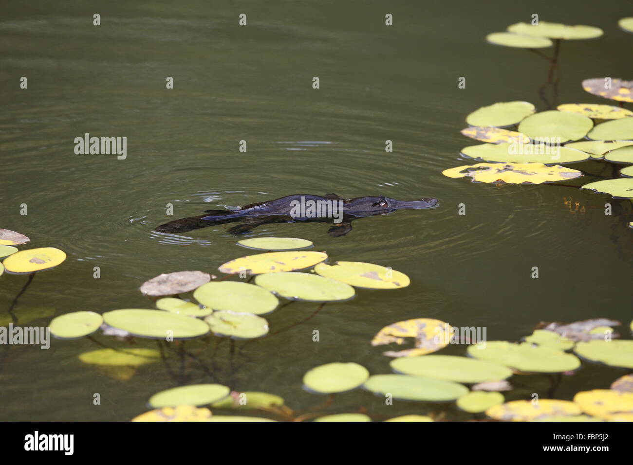 Duck-billed Platypus, Ornithorhynchus anatinus, feeding amongst water lilies Stock Photo