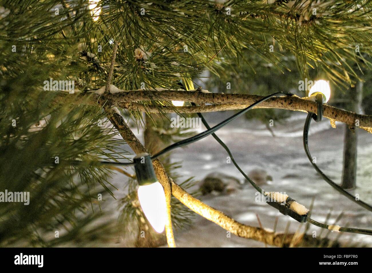 CloseUp Of Fairy Lights On Tree Stock Photo Alamy