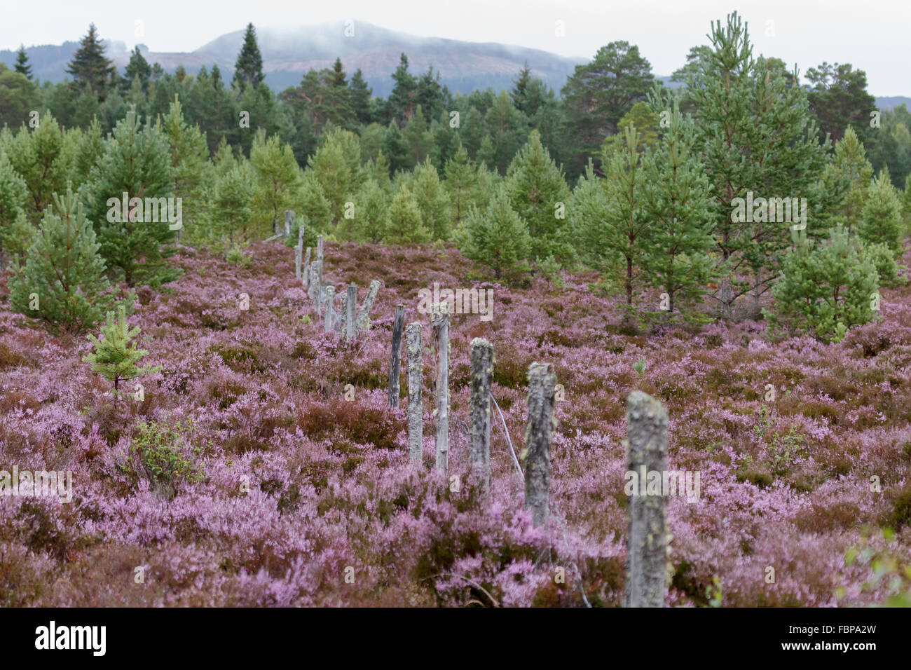Scottish Heather in full bloom near Aviemore Stock Photo Alamy
