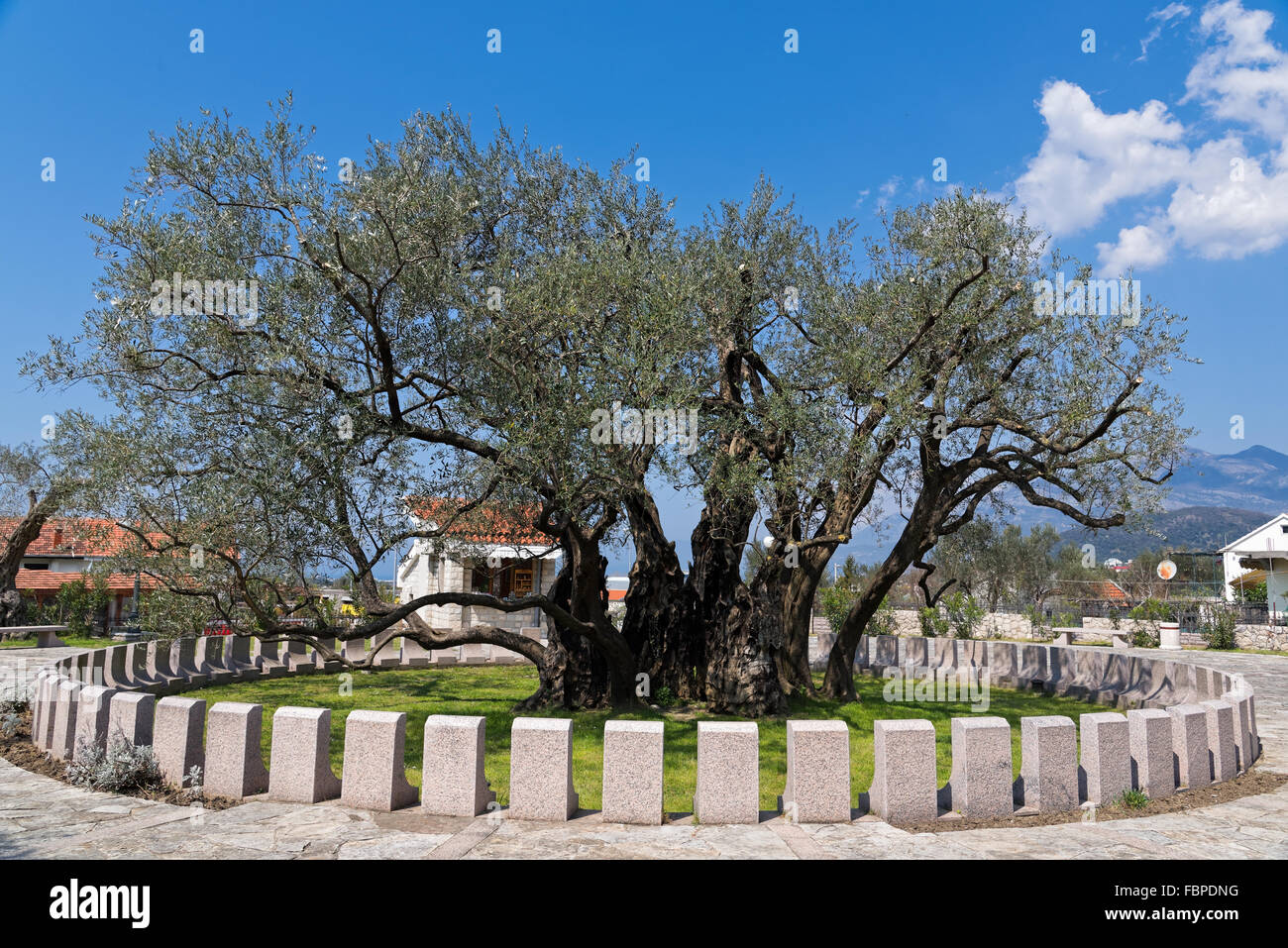 The Old Olive tree of Mirovica, believed to be the oldest tree in Europe, near Bar, Montenegro Stock Photo