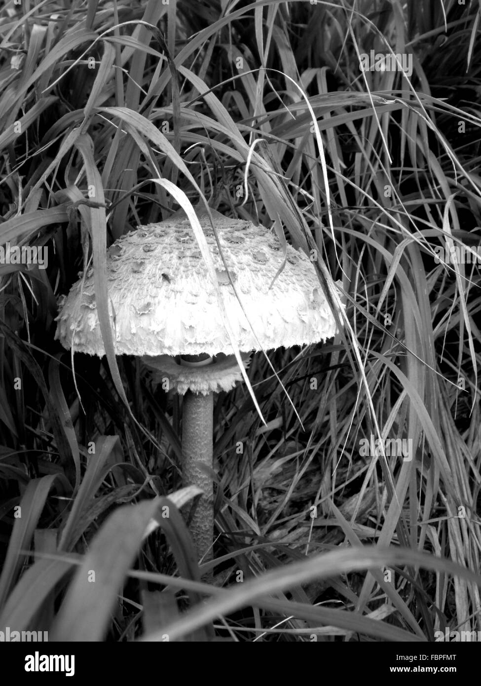 Toadstool fungus growing Black and White Stock Photos & Images Alamy
