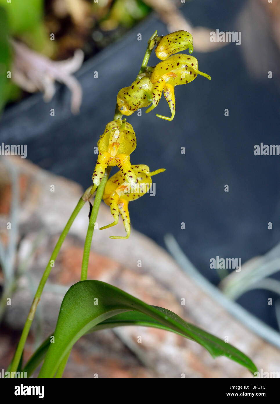 Many-Spotted Masdevallia Orchid - Masdevallia polysticta Yellow form, from Ecuador and Peru Stock Photo