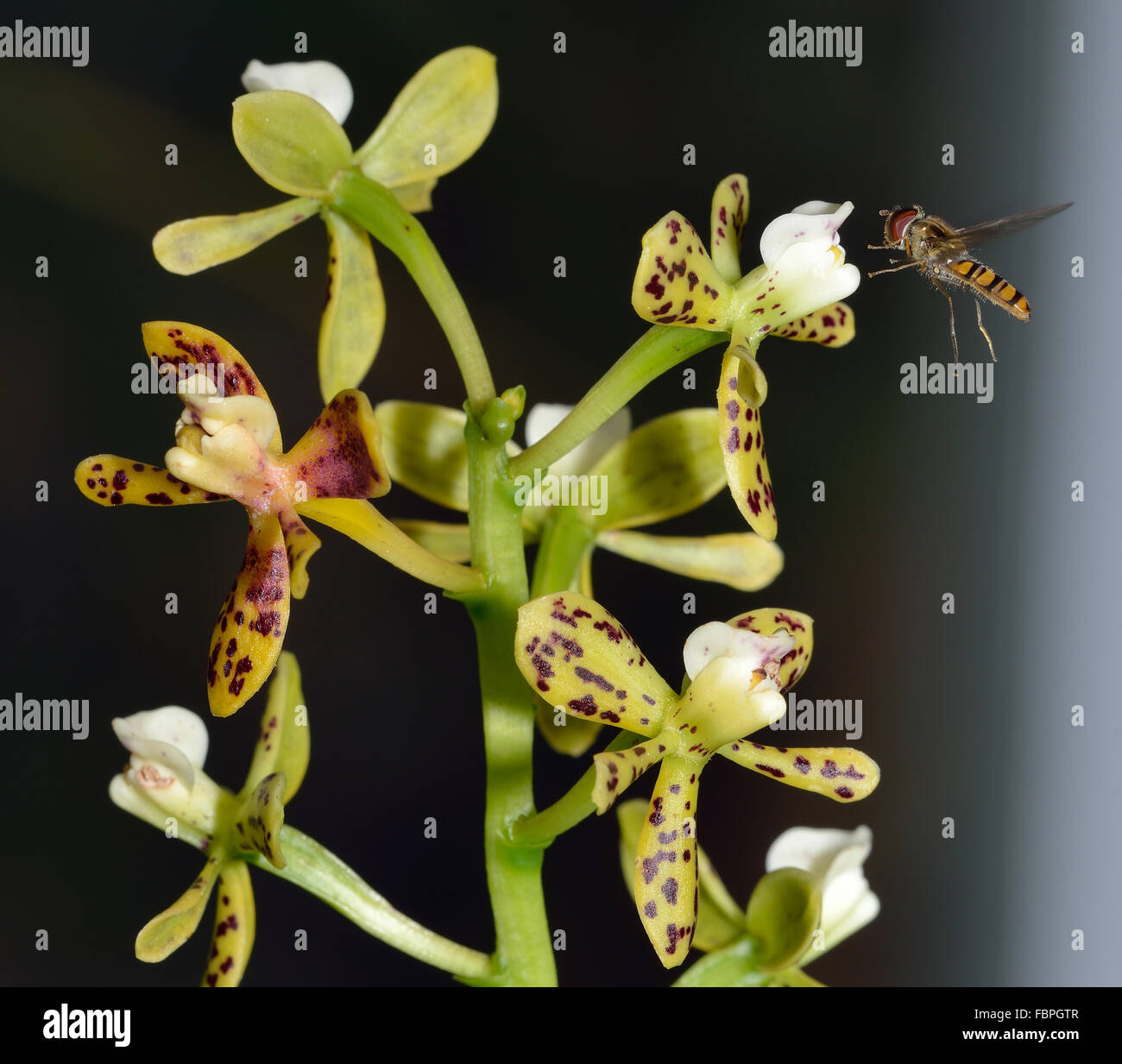 Marmalade Hoverfly - Episyrphus balteatus in flight on Thick Lipped Anacheilium Orchid - Prosthechea vespa Stock Photo