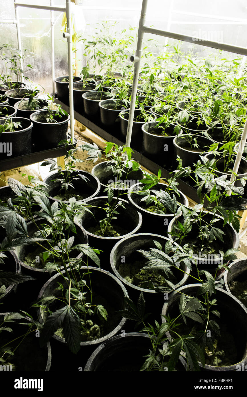 Medical Cannabis Marijuana Grow Room Stock Photo - Alamy