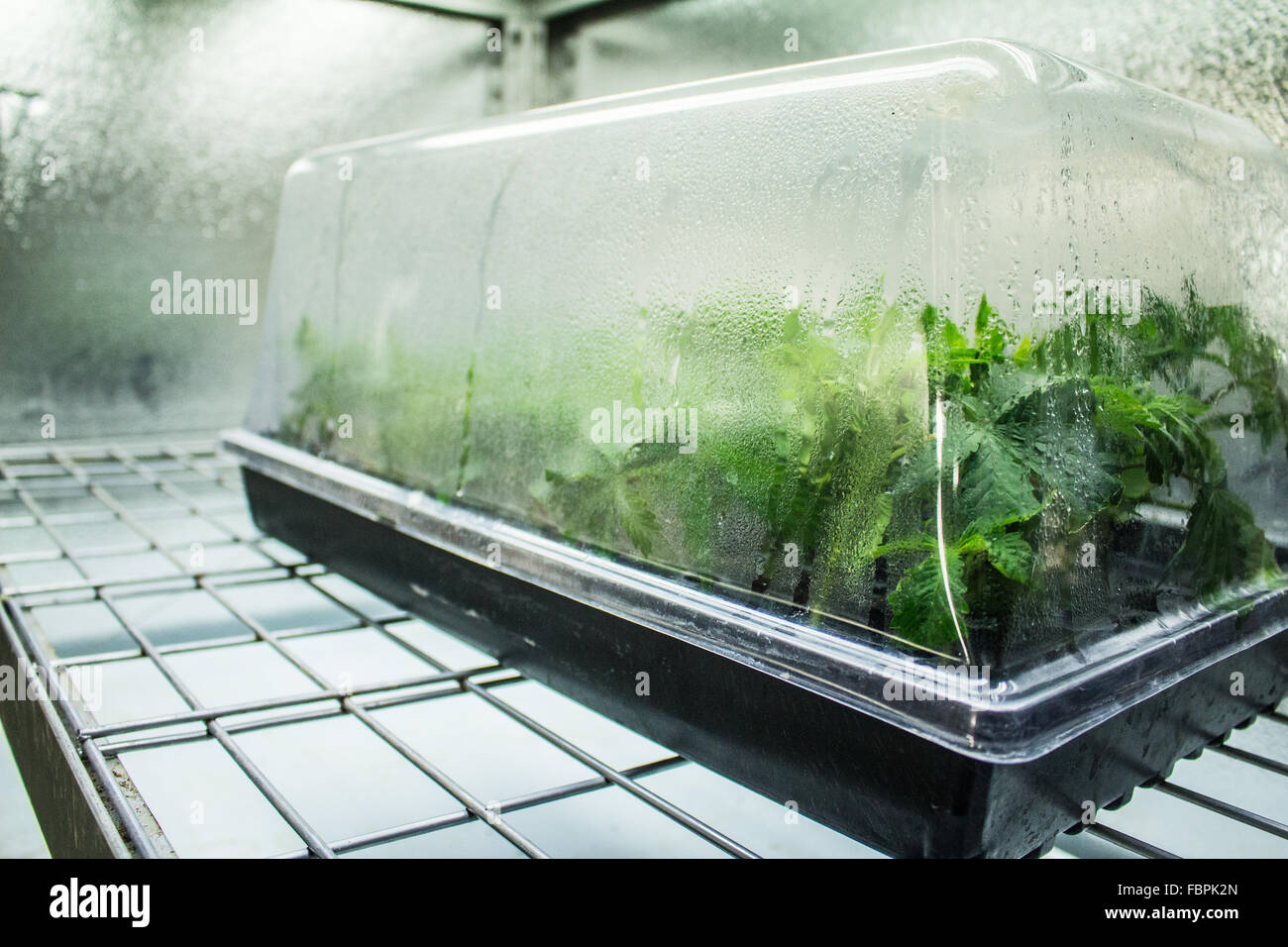 Medical Cannabis Marijuana Grow Room Stock Photo - Alamy